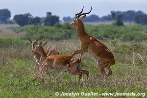 Parc national Queen Elizabeth - Ouganda