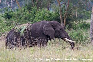 Parc national Queen Elizabeth - Ouganda