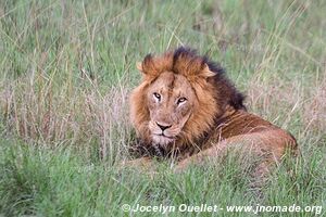 Parc national Queen Elizabeth - Ouganda