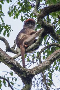 Région des cratères de Kasenda - Ouganda