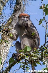 Kasenda Craters Region - Uganda