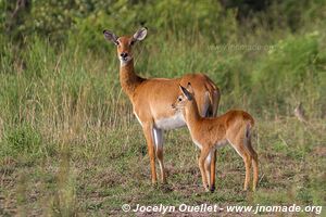 Semuliki Wildlife Reserve - Uganda