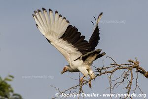 Semuliki Wildlife Reserve - Uganda