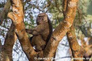 Semuliki Wildlife Reserve - Uganda