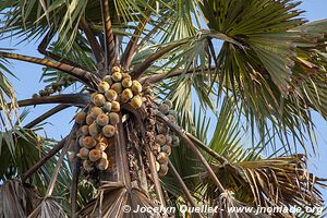 Semuliki Wildlife Reserve - Uganda