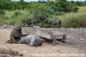 Semuliki Wildlife Reserve - Uganda