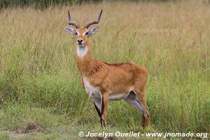 Semuliki Wildlife Reserve - Uganda