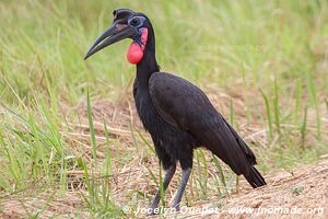 Semuliki Wildlife Reserve - Uganda