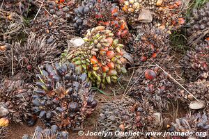 Ssese Islands - Uganda