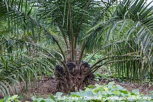 Ssese Islands - Uganda