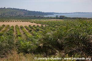 îles de Ssese - Ouganda