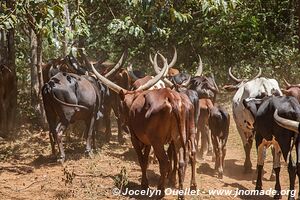 Miscellaneous - Uganda