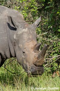 Sanctuaire de rhinocéros de Ziwa - Ouganda