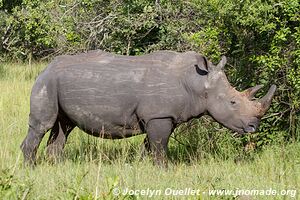 Sanctuaire de rhinocéros de Ziwa - Ouganda