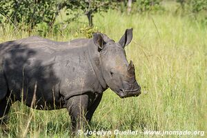 Sanctuaire de rhinocéros de Ziwa - Ouganda