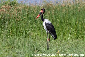 Lake Albert - Uganda