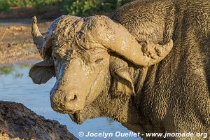 Murchison Falls National Park - Uganda