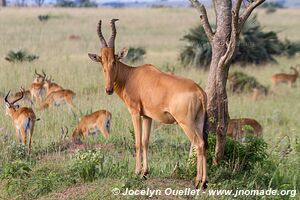 Parc national des chutes de Murchison - Ouganda