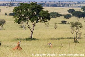 Murchison Falls National Park - Uganda