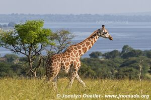 Murchison Falls National Park - Uganda