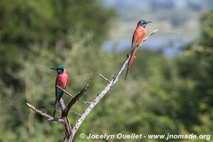 Parc national des chutes de Murchison - Ouganda