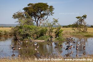 Murchison Falls National Park - Uganda