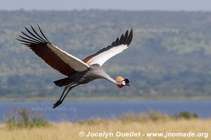 Parc national des chutes de Murchison - Ouganda