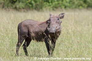 Murchison Falls National Park - Uganda