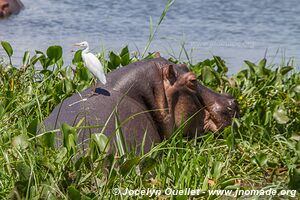 Parc national des chutes de Murchison - Ouganda