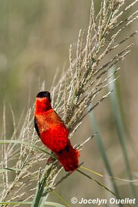 Murchison Falls National Park - Uganda