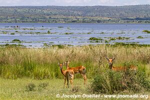 Murchison Falls National Park - Uganda