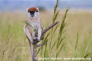 Murchison Falls National Park - Uganda