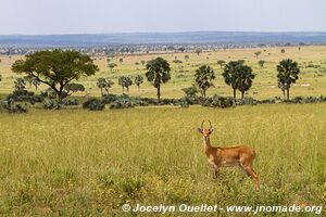 Parc national des chutes de Murchison - Ouganda