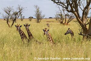 Parc national des chutes de Murchison - Ouganda