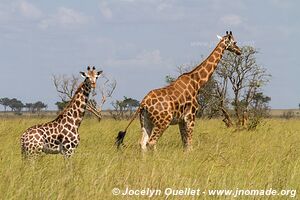 Parc national des chutes de Murchison - Ouganda