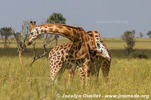 Parc national des chutes de Murchison - Ouganda