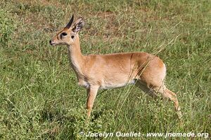 Parc national des chutes de Murchison - Ouganda