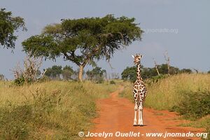 Murchison Falls National Park - Uganda