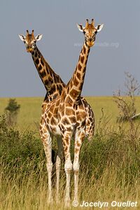 Murchison Falls National Park - Uganda