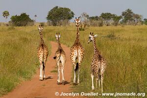 Murchison Falls National Park - Uganda