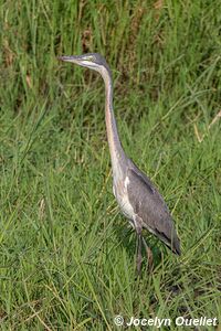 Murchison Falls National Park - Uganda