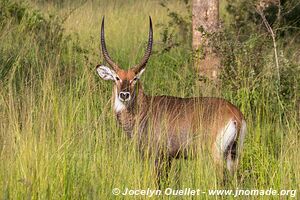 Murchison Falls National Park - Uganda