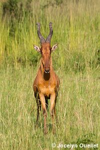 Murchison Falls National Park - Uganda