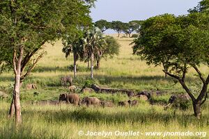 Parc national des chutes de Murchison - Ouganda