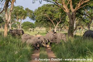 Parc national des chutes de Murchison - Ouganda