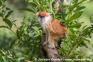 Parc national des chutes de Murchison - Ouganda