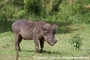 Murchison Falls National Park - Uganda