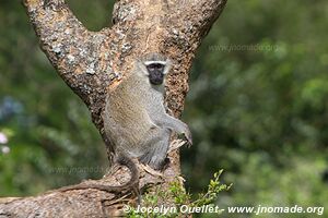 Parc national des chutes de Murchison - Ouganda