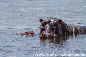 Parc national des chutes de Murchison - Ouganda