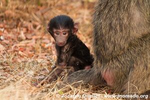 Parc national de l'Akagera - Rwanda